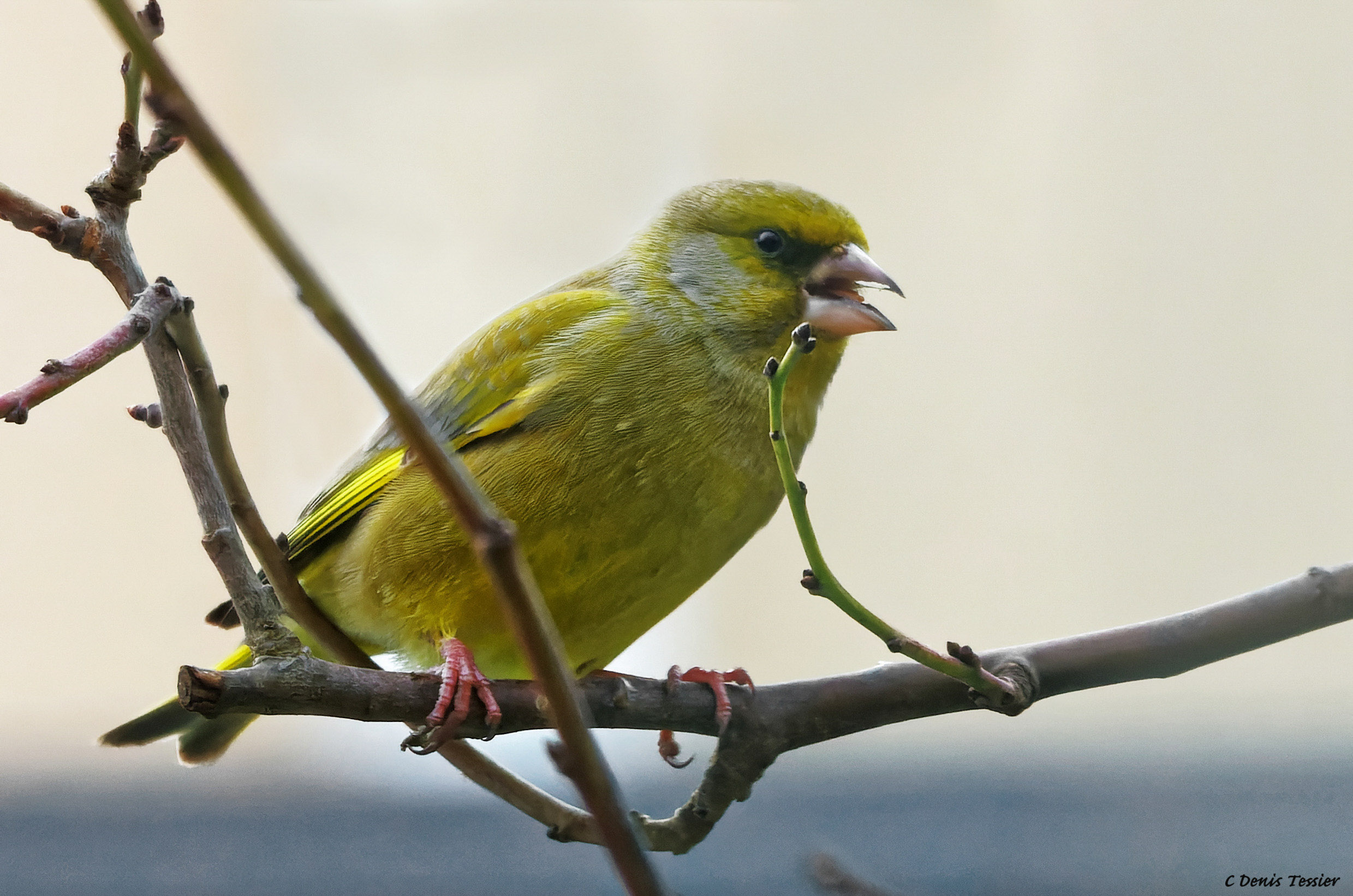 un verdier d'europe, un oiseau parmi la biodiversité de la ferme